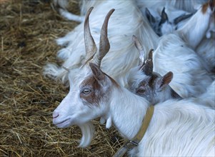 Girgentana goats (Capra)