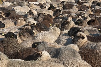 Sheep crammed together