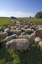 Sheep crammed together