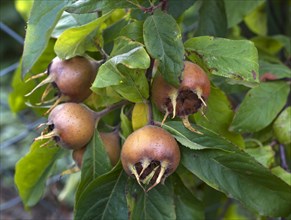 Common medlar with fruits (Mespilus germanica)