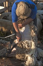 Shearer shearing sheep