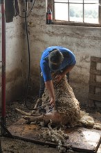 Shearer shearing ram in stable