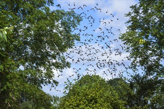 Flock of European starlings (Sturnus vulgaris)