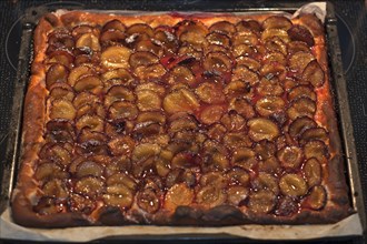 Baked plum cake on a baking tray