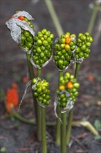 Arum lily (Arum) seed pods