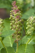 Tobacco plant (Nicotiana tabacum)