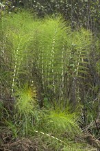 Great horsetail or northern giant horsetail (Equisetum telmateia)