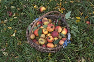 Freshly picked Cox apples (Malus domestica) in basket on grass
