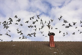 Pigeons (Columba livia domestica) flying above roof