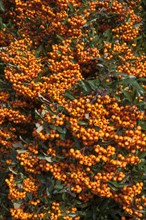 Firethorn (Pyracantha sp.) with berries