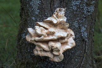 Bracket fungus (Fomitopsis sp.) on cherry tree (Prunus sp.)