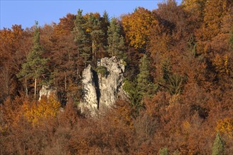 Climbing rock between beech (Fagus sp.) trees in autumn
