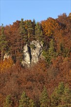 Climbing rock between beech (Fagus sp.) trees in autumn