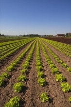 Lettuce growing