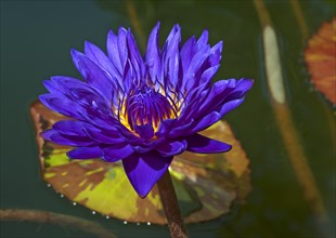 Cape blue waterlily (Nymphaea capensis)
