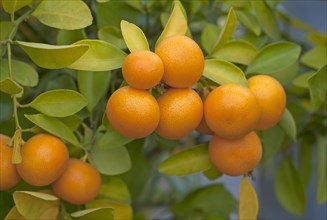Calamondin (Citrus mitis) fruits on tree