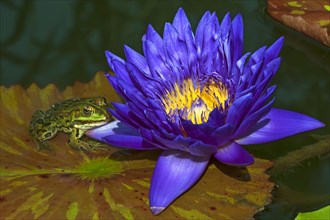 Cape blue waterlily (Nymphaea capensis) and edible frog (Pelophylax esculentus) on lily pad