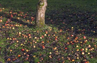 Apples (Malus sp.) in grass