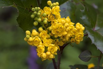 Yellow flowers of an Oregon-grape (Mahonia aquifolium)