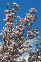 Flowering branches of a magnolia (Magnolia)