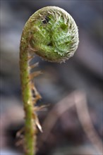 Curled up fern leaf