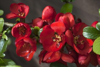 Blossoms of a Japanese quince (Chaenomeles japonica)