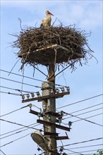 White stork (Ciconia ciconia) in nest on a telegraph pole