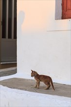 Tabby cat in an alley