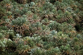 Date palms (Phoenix dactylifera) in Tafilalet oasis