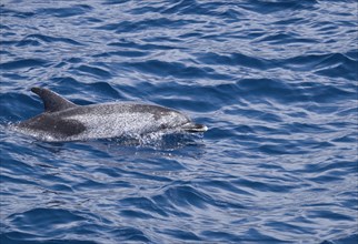 Spotted Dolphin (Stenella)