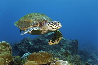 Loggerhead sea turtle or loggerhead (Caretta caretta) swimming over reef