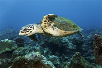 Loggerhead sea turtle or loggerhead (Caretta caretta) swimming over reef