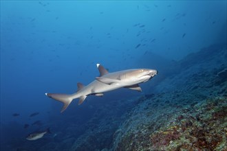 Whitetip reef shark (Triaenodon obesus) swimming over reef