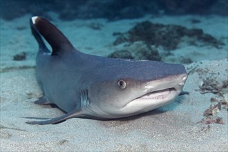 Whitetip reef shark (Triaenodon obesus) lying on sandy seabed