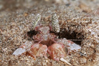 Mantis shrimp (Lysiosquilla sp.) in burrow