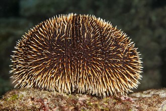 White Sea Urchin (Tripneustes depressus)