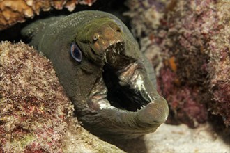 Panamic green moray eel or chestnut moray eel