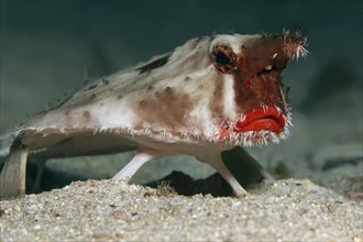 Red-lipped batfish or Galapagos batfish