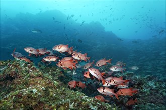 Shoal of blotcheye soldierfish (Myripristis berndti) above coral reef