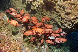 Shoal of blotcheye soldierfish (Myripristis berndti) in coral reef column