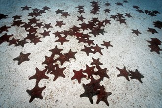 Constellation of Panamic cushion seastars (Pentaceraster cumingi)