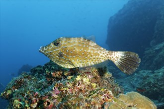 Scribbled leatherjacket filefish (Aluterus scriptus) above coral reef
