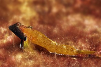 Red-black Triplefin (Trypterygion trypteronotus)