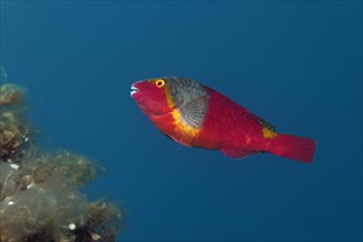 Mediterranean Parrotfish (Sparisoma cretense)