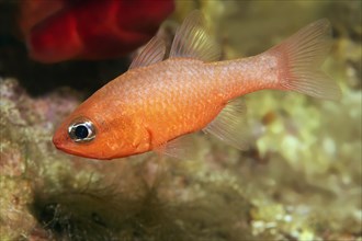 Cardinalfish (Apogon imperbis)