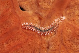 Bearded fireworm (Hermodice caruncalata) on Encrusting orange sponge (Spirastrella cunctratrix)