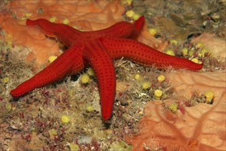 Smooth Starfish (Hacelia attenuata) on Encrusting orange sponge(Spirastrella cunctratrix)