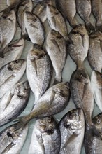 Red porgy (Pagrus Pagrus) at the fish market