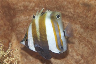 Twospot coralfish (Coradion melanopus) hiding in sponge