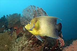 Koran angelfish (Pomacanthus semicirculatus) swimming above coral reef